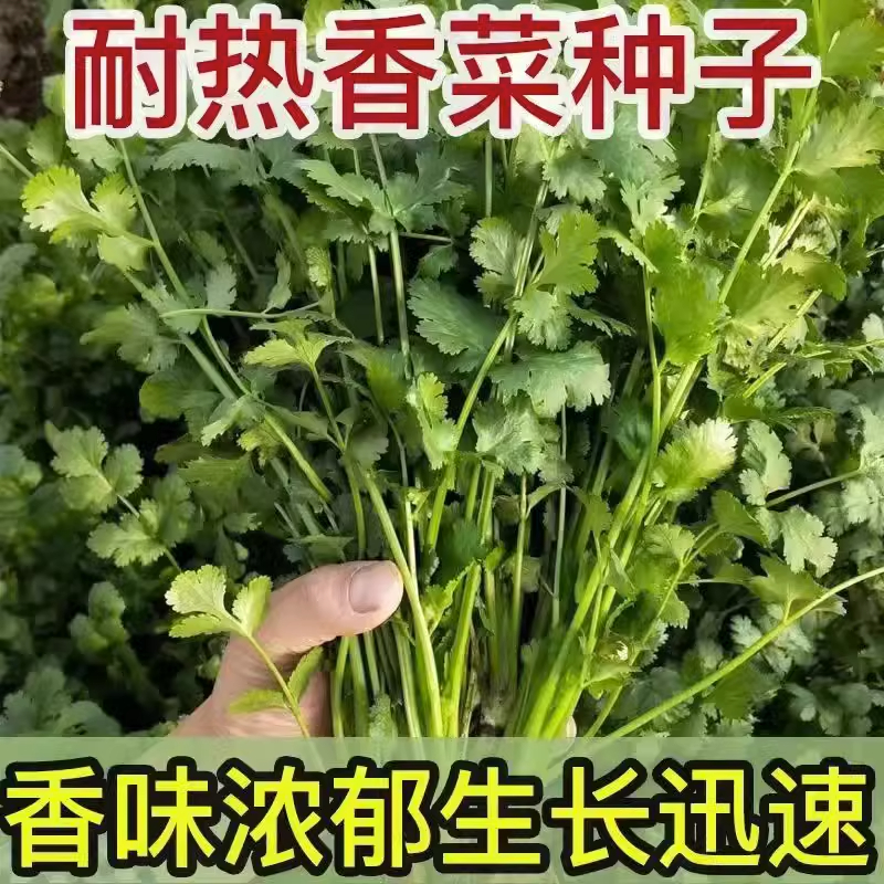 大叶浓香四季速生香菜种子芫荽籽秋冬种籽四季阳台盆栽地栽耐热孑-图1