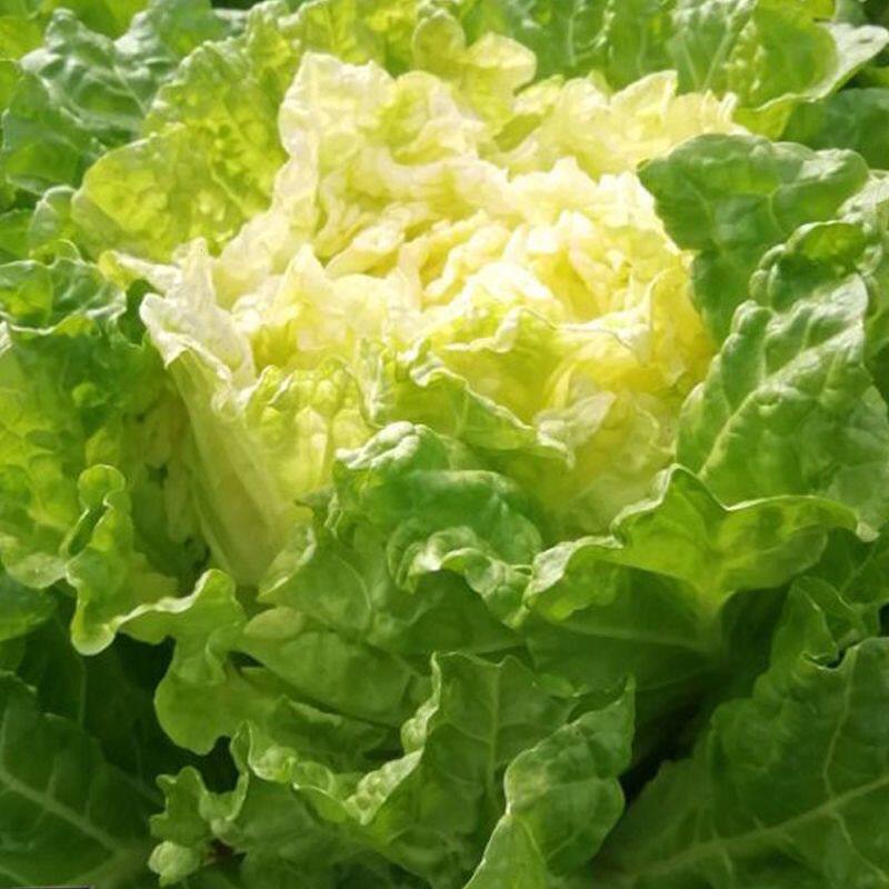 菊花心黄心大白菜种子早熟北京小杂56天超甜鸡蛋黄大白菜蔬菜种籽