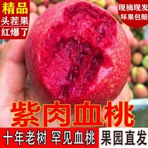 Blood Peach 5 Catty Fruits Fresh Now Plush Red Hearts Peach When Season Mullet Whole Box Pregnant Woman Crisp Peach Should Season Water Honey Peach