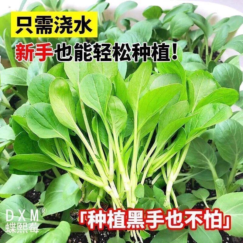 速生鸡毛菜种子小油菜小白菜生长快易种植盆栽阳台庭院耐热抗寒,淘宝优惠券,粉丝福利购,淘宝优惠卷