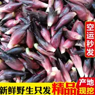 阳荷姜新鲜 新人首单立减十元 21年9月 淘宝海外