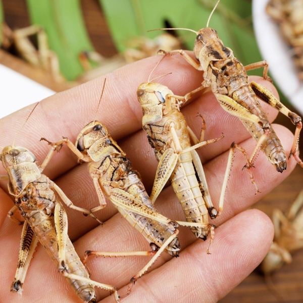 蚂蚱鲜速冻蝗虫蚱蜢纯母去翅带籽食用昆虫烧烤油炸美食-图2