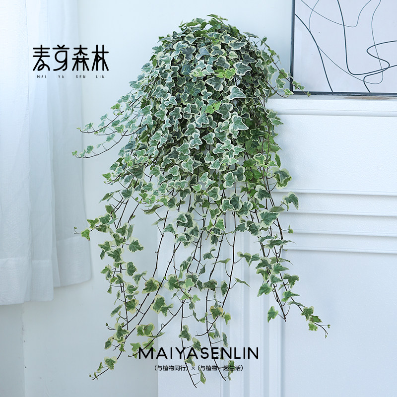 【雪莹常春藤】日本引进室内盆栽外阳台庭院吊兰爬藤绿植易养观叶,淘宝优惠券,粉丝福利购,淘宝优惠卷