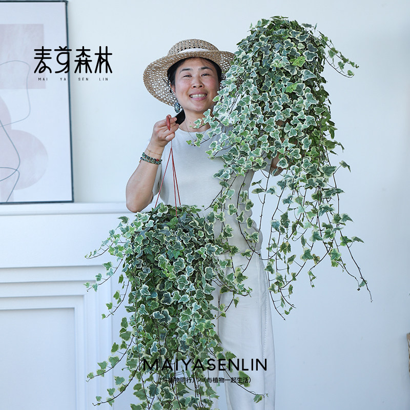 【雪莹常春藤】日本引进室内盆栽外阳台庭院吊兰爬藤绿植易养观叶,淘宝优惠券,粉丝福利购,淘宝优惠卷
