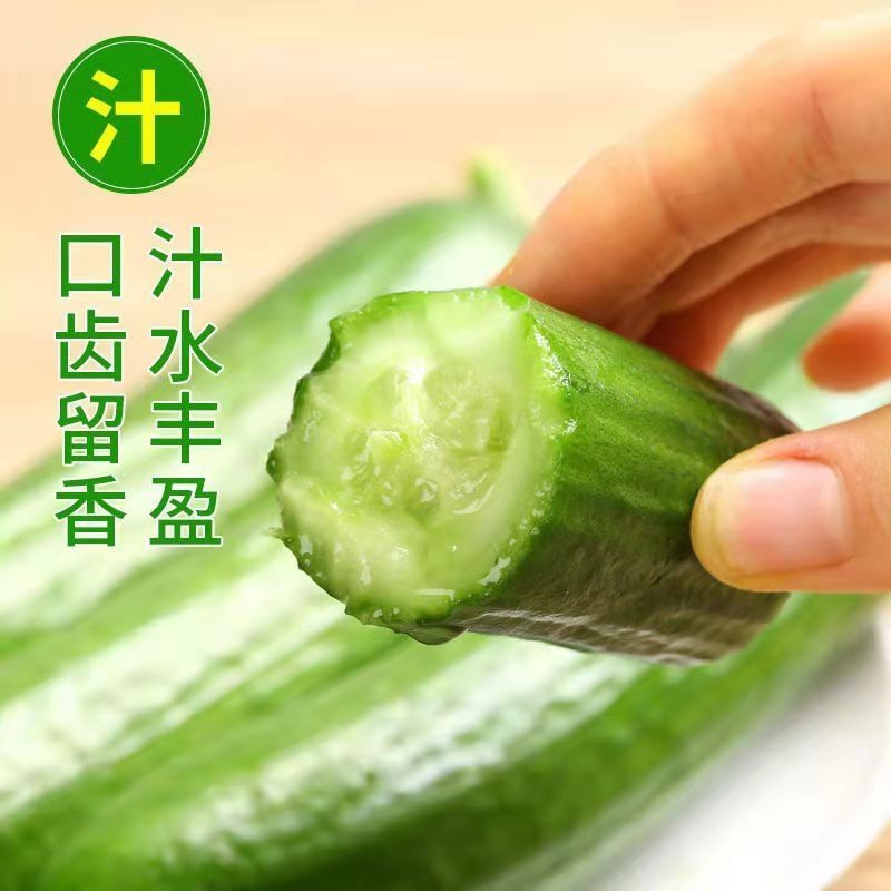 新鲜水果小黄瓜4.5斤小青瓜时令蔬菜生吃 - 图1