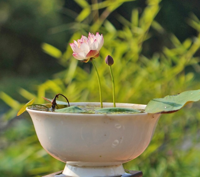 微型碗莲种藕苗带芽苞迷你小型荷花苗根茎藕鞭室内外观赏水生植物 - 图1