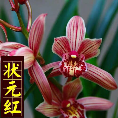 现带浓香花苞 建兰四季兰状元红 名贵兰花苗好养易活浓香型兰花 - 图1