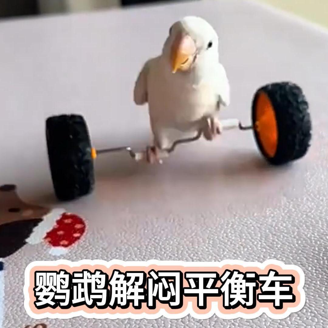 Parrot toy balance car to relieve boredom, companionship, educational props, peony and tiger skin scooter, skill training for black phoenix birds