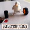 Parrot toy balance car to relieve boredom, companionship, educational props, peony and tiger skin scooter, skill training for black phoenix birds