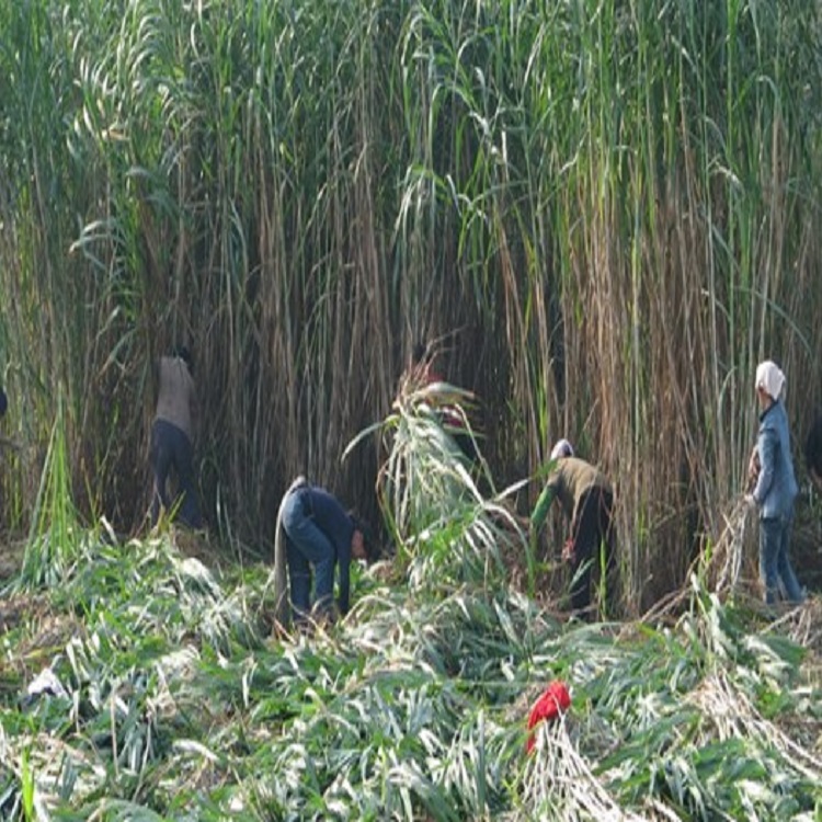 台湾甜象草种子多年生牧草种子皇竹草四季常青高产猪牛羊鱼草种籽-图0