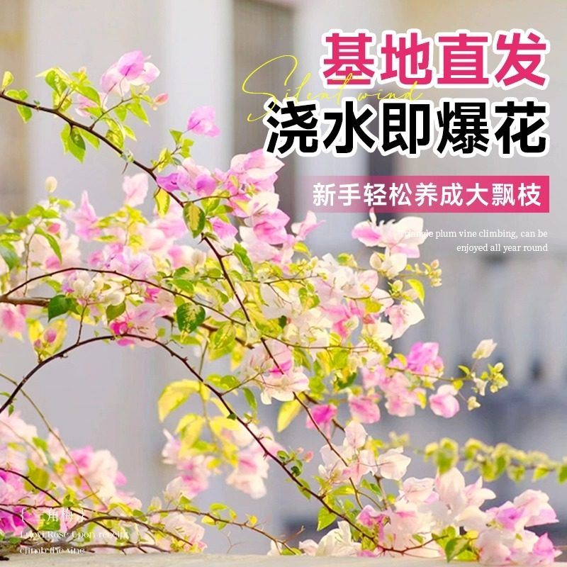 重瓣三角梅盆栽带花树苗飘枝室内阳台庭院老桩四季开花爬藤花卉,淘宝优惠券,粉丝福利购,淘宝优惠卷