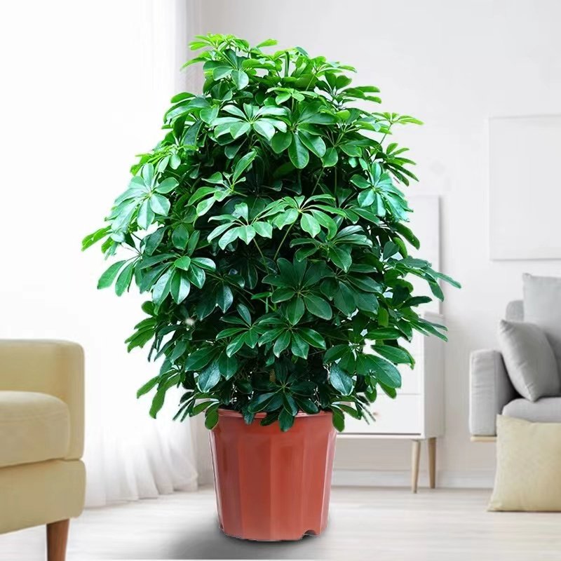 【包成活】鸭脚木客厅大型盆栽八方来财阳台绿植招财树苗净化空气,淘宝优惠券,粉丝福利购,淘宝优惠卷