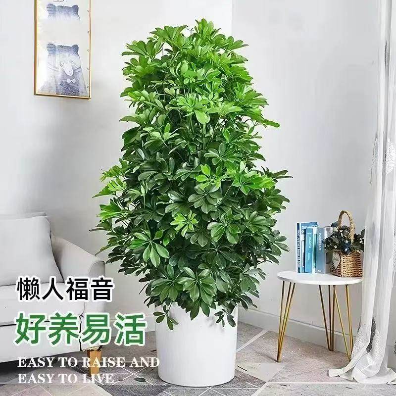 【包成活】鸭脚木客厅大型盆栽八方来财阳台绿植招财树苗净化空气,淘宝优惠券,粉丝福利购,淘宝优惠卷
