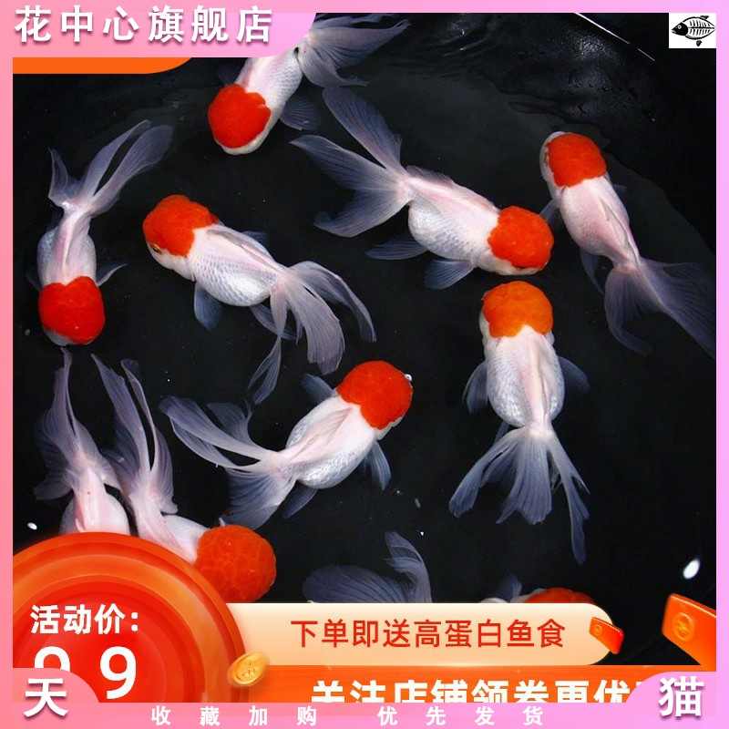 丹頂金魚 新人首單立減十元 21年11月 淘寶海外