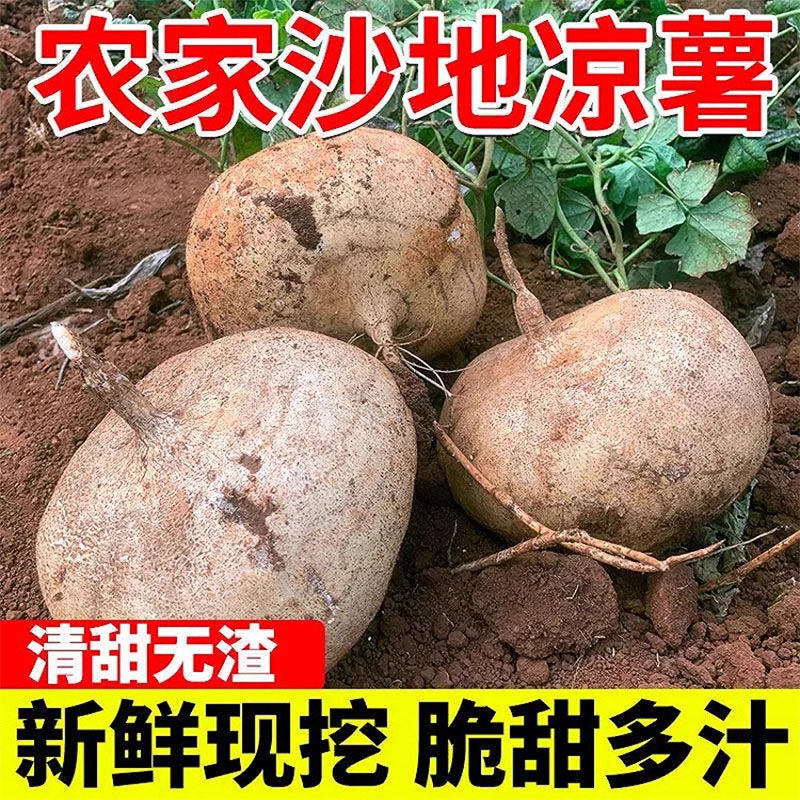 广西凉薯9斤应季地瓜新鲜番薯农家自种白心地瓜整箱大凉薯包邮 - 图2