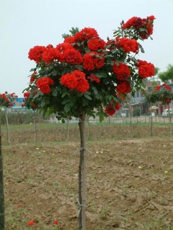 嫁接树状月季花苗老桩庭院盆栽地栽树桩月季树特大花浓香四季开花-图0