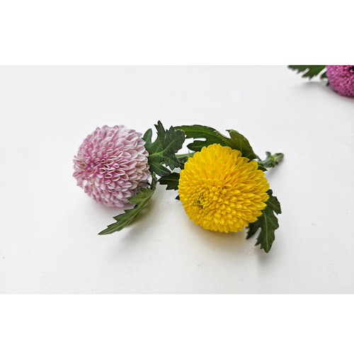 花草摆盘装饰 日料刺身海鲜姿造创意造型造景餐厅冷盘意境点缀花 - 图2