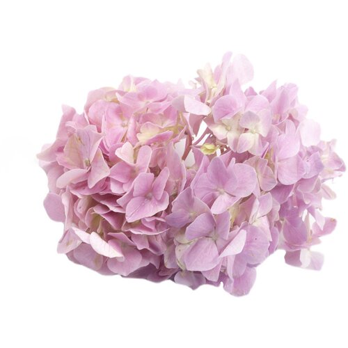 粉绣球花 新鲜花卉 摆盘花草 西餐酒店私房菜创意菜品搭配装饰 - 图3