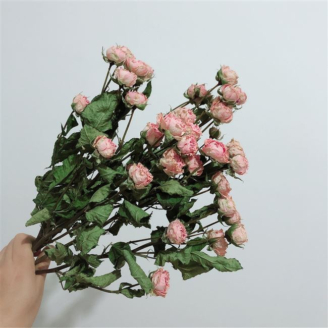 粉薔薇花束 新人首單立減十元 21年7月 淘寶海外