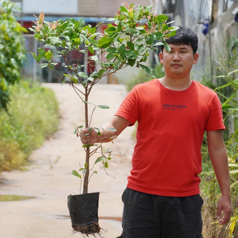 神秘果苗奇迹果甜蜜果苗变味果酸味变甜水果树苗盆栽地栽当年结果-图2