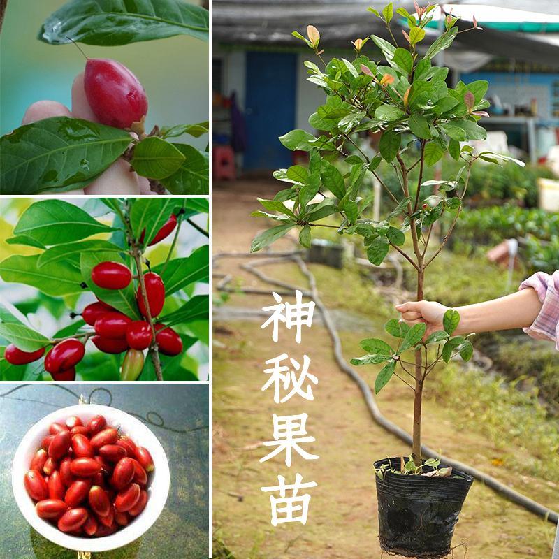 神秘果苗奇迹果甜蜜果苗变味果酸味变甜水果树苗盆栽地栽当年结果-图3