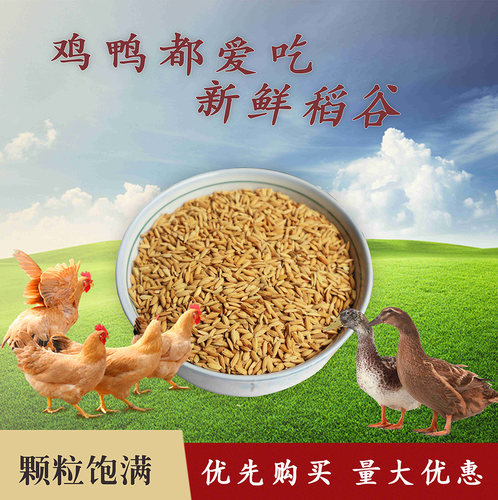带壳稻谷喂鸡鸭鹅鸽子鸟食散养禽类当季水稻种饲料宠物用新原粮 - 图1