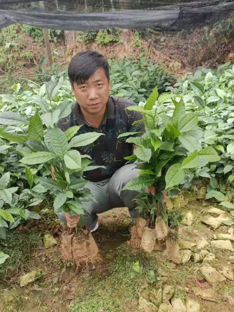 乔木冰岛昔归班章勐库大叶种茶苗普洱茶树苗茶树盆景盆栽老桩绿植 - 图3