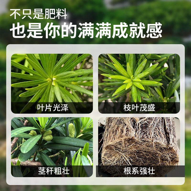罗汉松肥料专用肥营养液泰山松雀舌四季大阪松树盆景通用型盆栽肥 - 图0