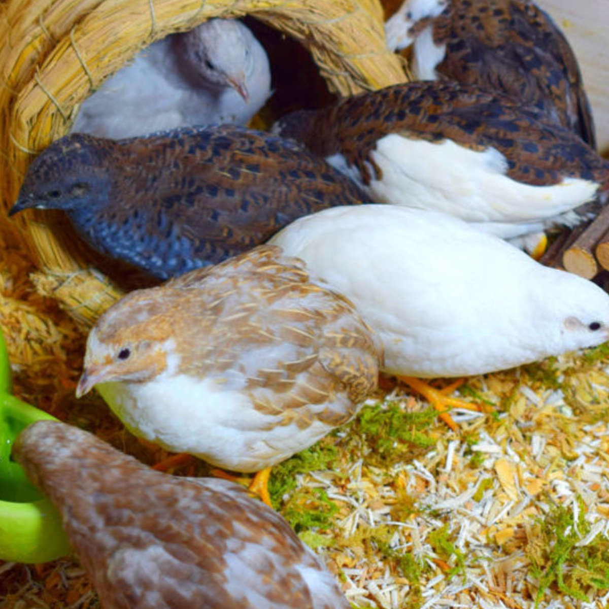 宠物芦丁鸡受精蛋可孵化网红迷你鸡蛋纯白礼服德系卢丁鸡蛋受精卵,淘宝优惠券,粉丝福利购,淘宝优惠卷