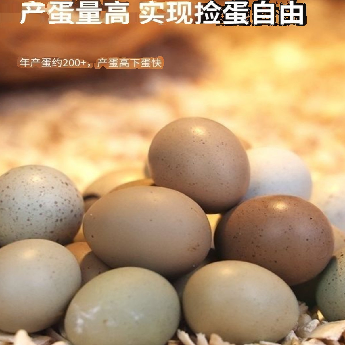 芦丁鸡受精蛋可孵化网红迷你宠物鸡蛋纯白礼服德系卢丁鸡蛋受精卵,淘宝优惠券,粉丝福利购,淘宝优惠卷