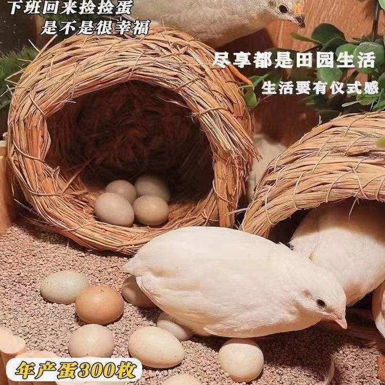 宠物芦丁鸡受精蛋可孵化网红迷你鸡蛋纯白礼服德系卢丁鸡蛋受精卵,淘宝优惠券,粉丝福利购,淘宝优惠卷