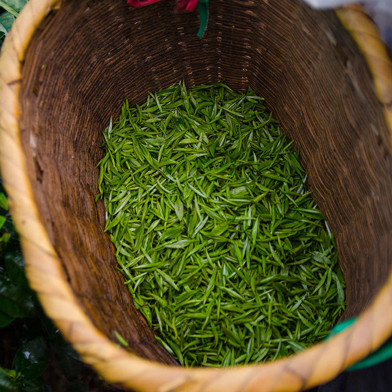 2026新茶茶叶绿茶礼盒江西遂川狗牯脑特级绿茶高山云雾绿茶送礼
