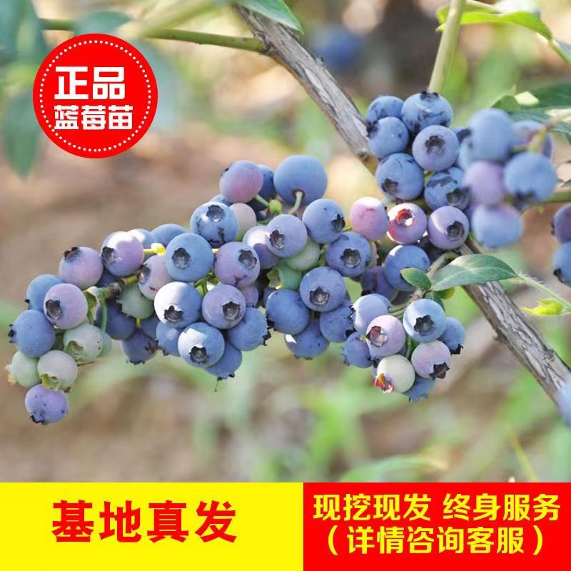 蓝莓树果苗带果盆栽地栽阳台果树苗南方北方种植当年结果蓝莓苗 - 图2