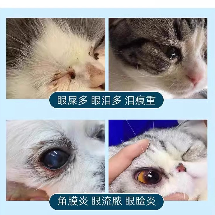 美国辉瑞眼膏猫咪宠物结膜炎泪腺炎角膜炎溃疡泪痕多消炎 - 图0