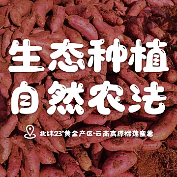 【3斤】正宗云南榴莲蜜薯[2元优惠券]-寻折猪