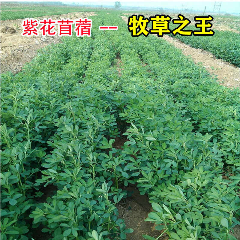 紫苜蓿草 新人首单立减十元 22年8月 淘宝海外