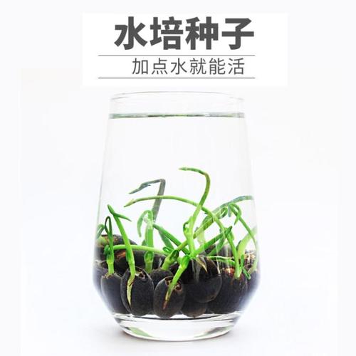 四季开花荷花种子水培植物花卉室内客厅水养莲花好养碗莲睡莲盆栽