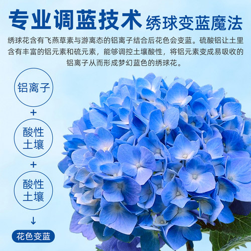 绣球调蓝剂绣球花变蓝专用肥料硫酸铝营养缓释肥无尽夏蓝色调色剂 - 图0