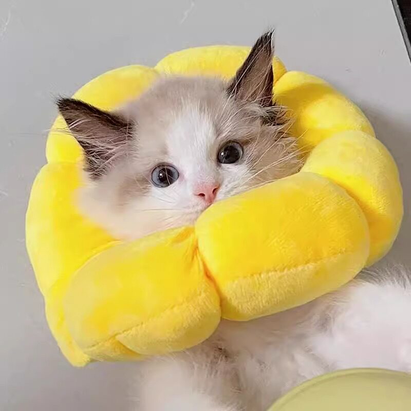伊丽莎白圈猫猫绝育脖圈防舔除跳蚤英短猫咪项圈狗狗头套宠物用品,淘宝优惠券,粉丝福利购,淘宝优惠卷