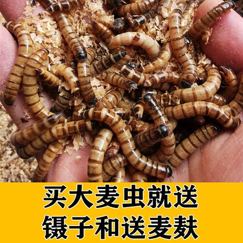 大麦虫活虫黄粉虫面包虫金银龙鱼观赏鱼饲料乌龟刺猬画眉鸟食包邮