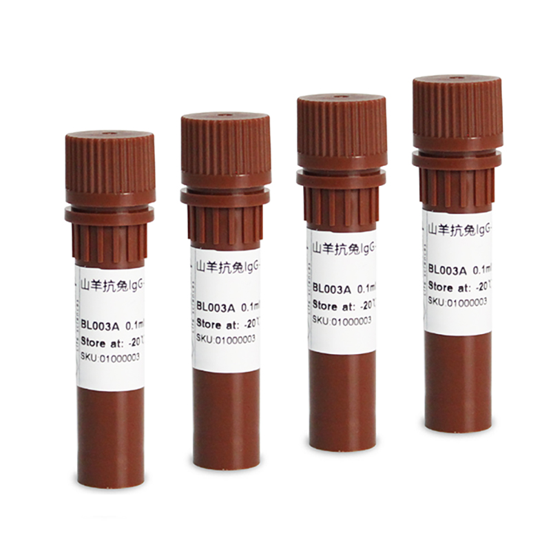 BIOSHARP LIFE SCIENCES 白鲨 BL003A 羊抗兔IgG-HRP 0.1ml/支 - 图1