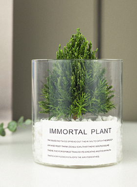 放青松|保鲜植物桌面摆件