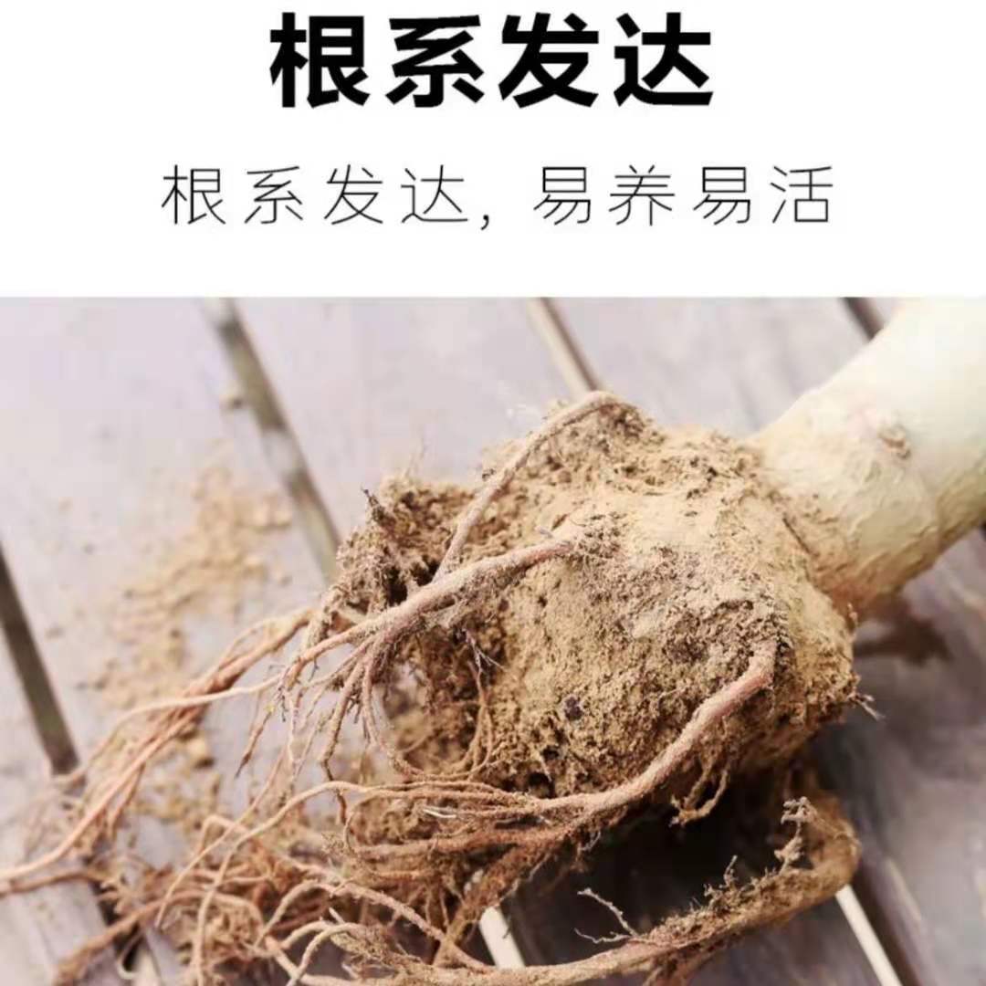 玉树盆栽老桩大叶玉树多肉植物燕子掌万年青室内净化空气绿植花卉 - 图2