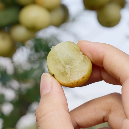 潮汕甜种油柑果现摘油甘果新鲜余甘子牛甘果柿饼甜油柑农家酸水果 - 图2