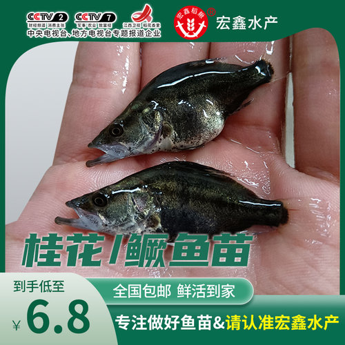 黄颡鱼苗活体黄骨鱼苗淡水养殖昂刺食用黄丫头黄鸭叫黄辣丁小鱼苗 - 图0