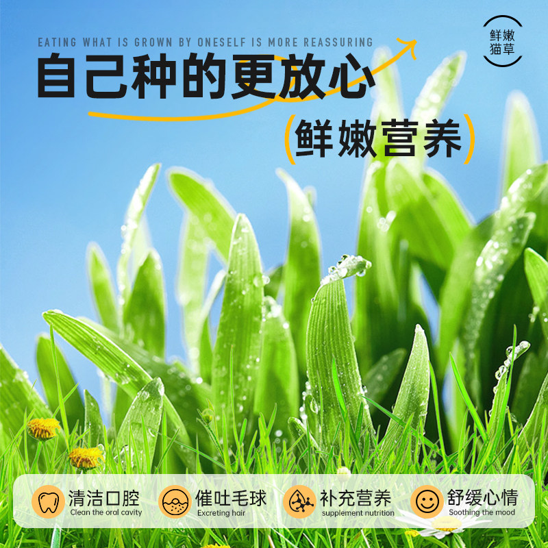 宠奇拉鲜嫩猫草土培盆栽种植助化毛片懒人水培盆子猫薄荷猫咪零食,淘宝优惠券,粉丝福利购,淘宝优惠卷