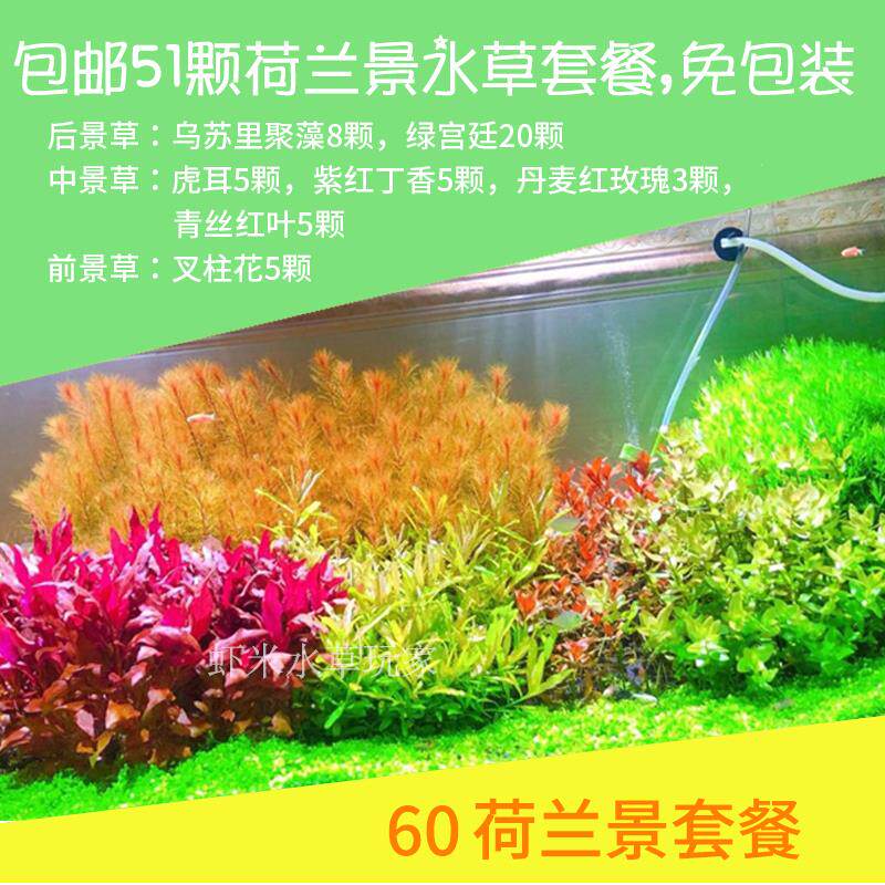 中后景鱼缸水 新人首单立减十元 21年8月 淘宝海外