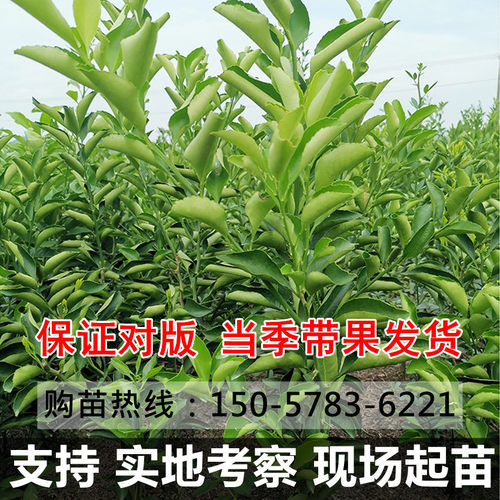 正宗嫁接象山青树苗春香桔柚苗黄金贡柚果树盆地栽南方种植包成活 - 图2