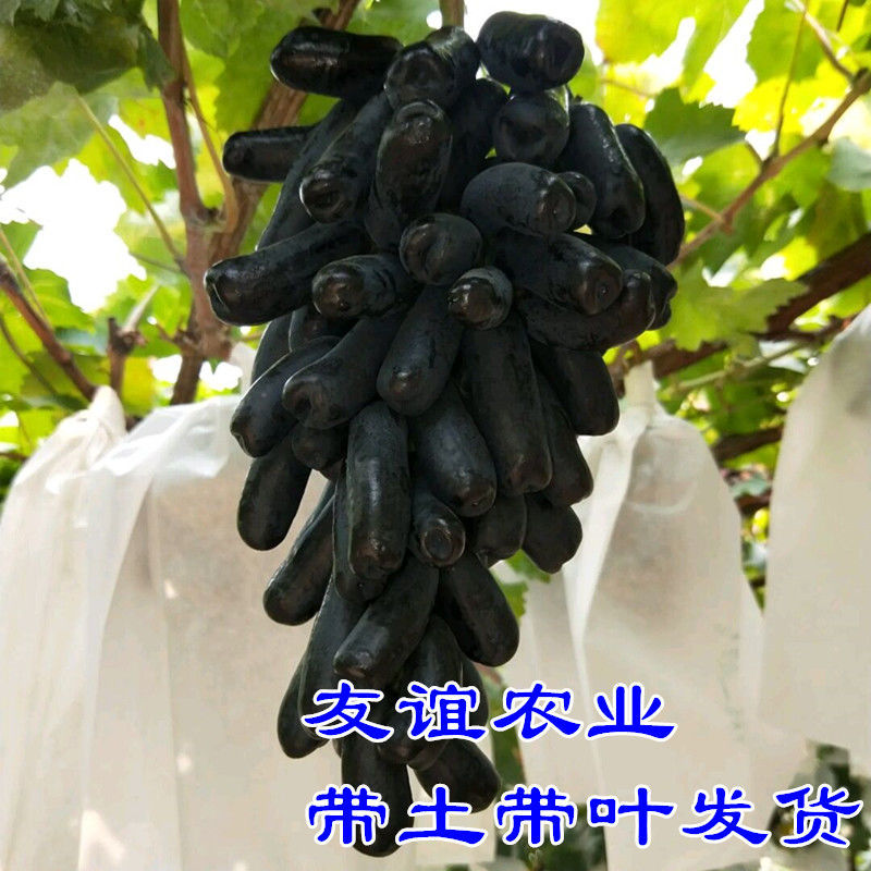 蓝宝石葡萄苗果树北方南方种植抗寒庭院爬藤盆栽葡萄树苖当年结果