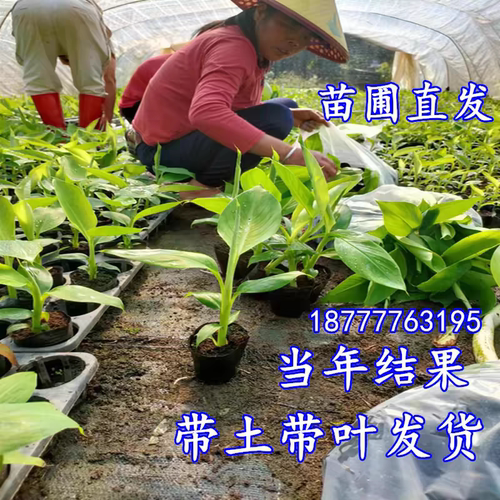 香蕉树苗芭蕉树小米蕉苗粉蕉皇帝焦西贡蕉红蕉中蕉9号带土阳台 - 图0